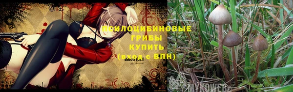 крисы Каменка